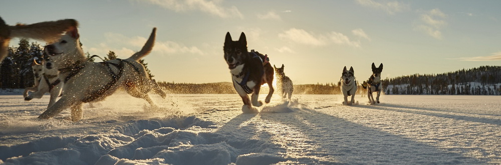 HuskyBanner02
